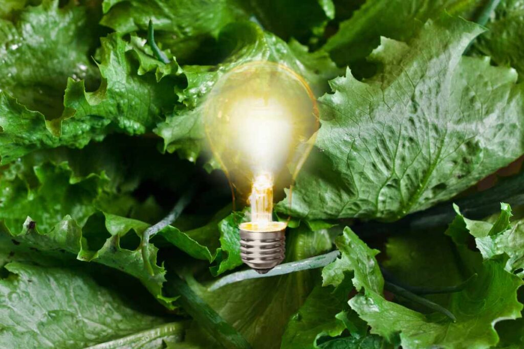 insalata verde e lampadina al centro illuminata